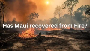 has maui recovered from fire