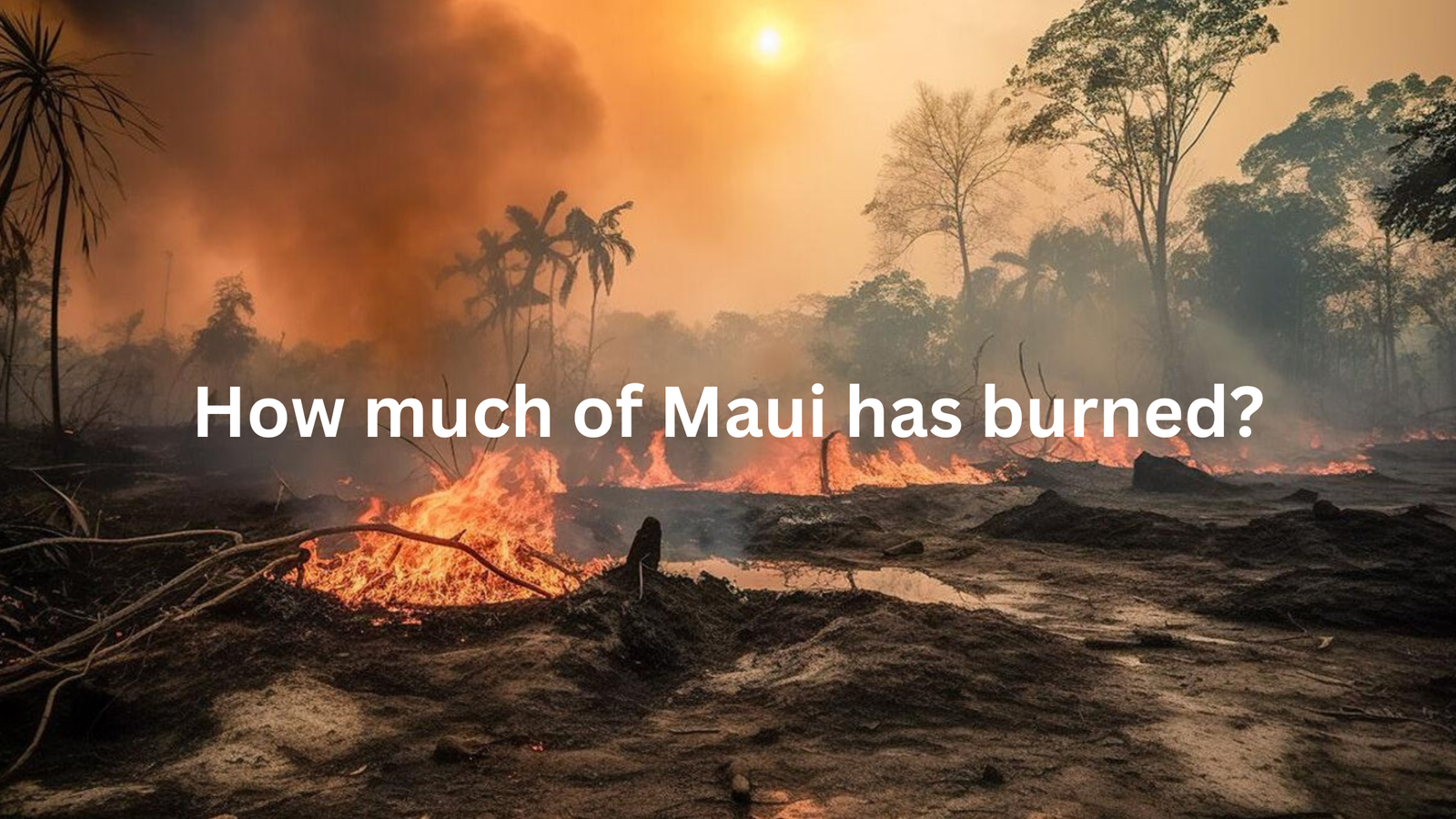 How much of Maui has burned?